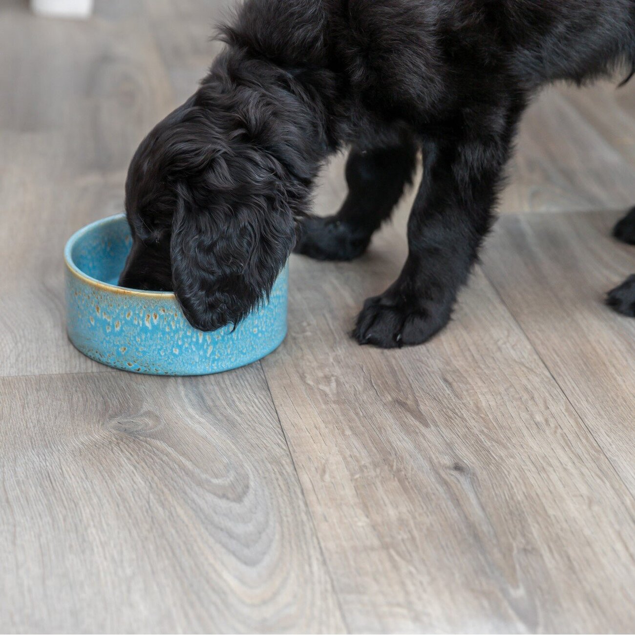Keramiknapf für Hunde Bild 2