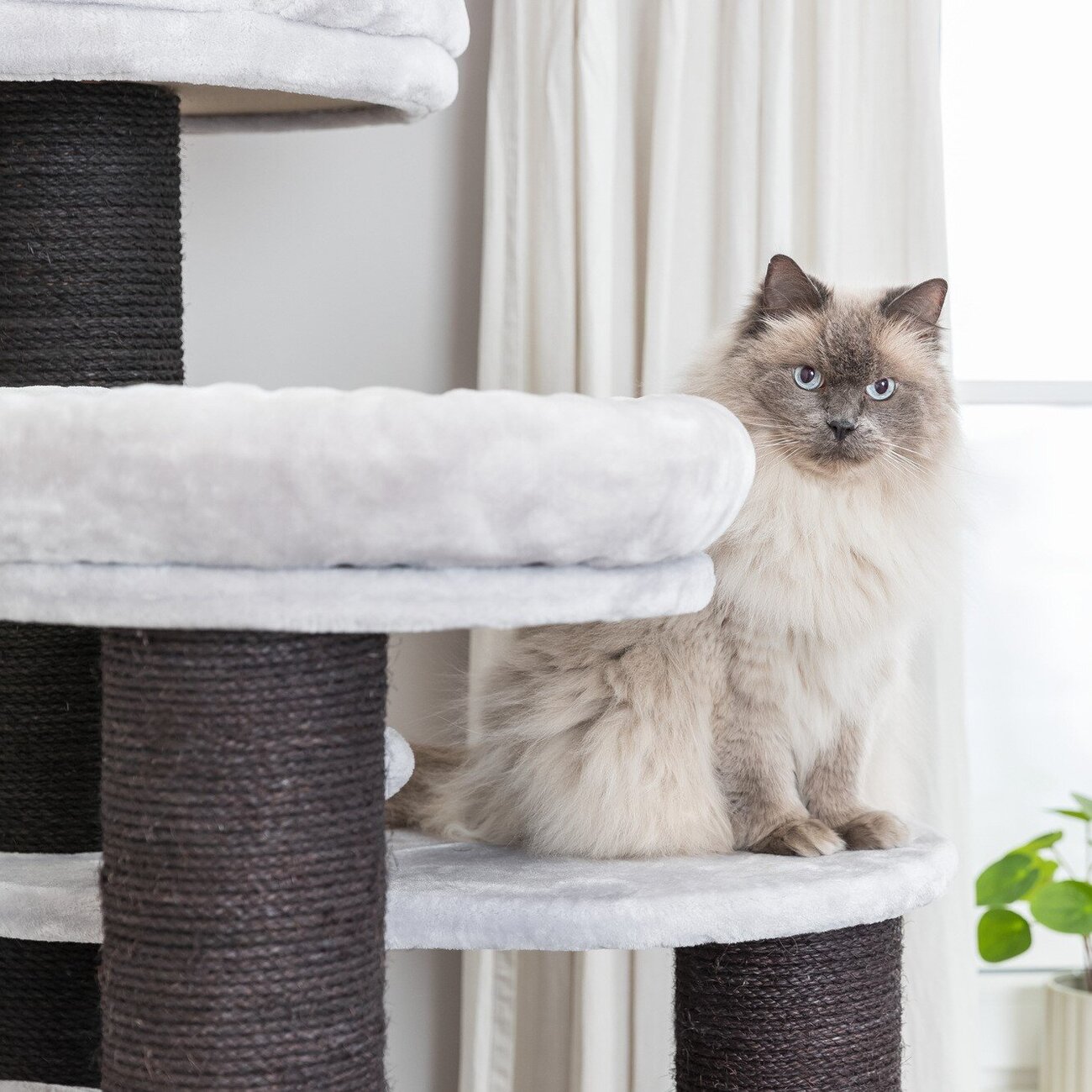 Kratzbaum XXL Tulio Bild 15