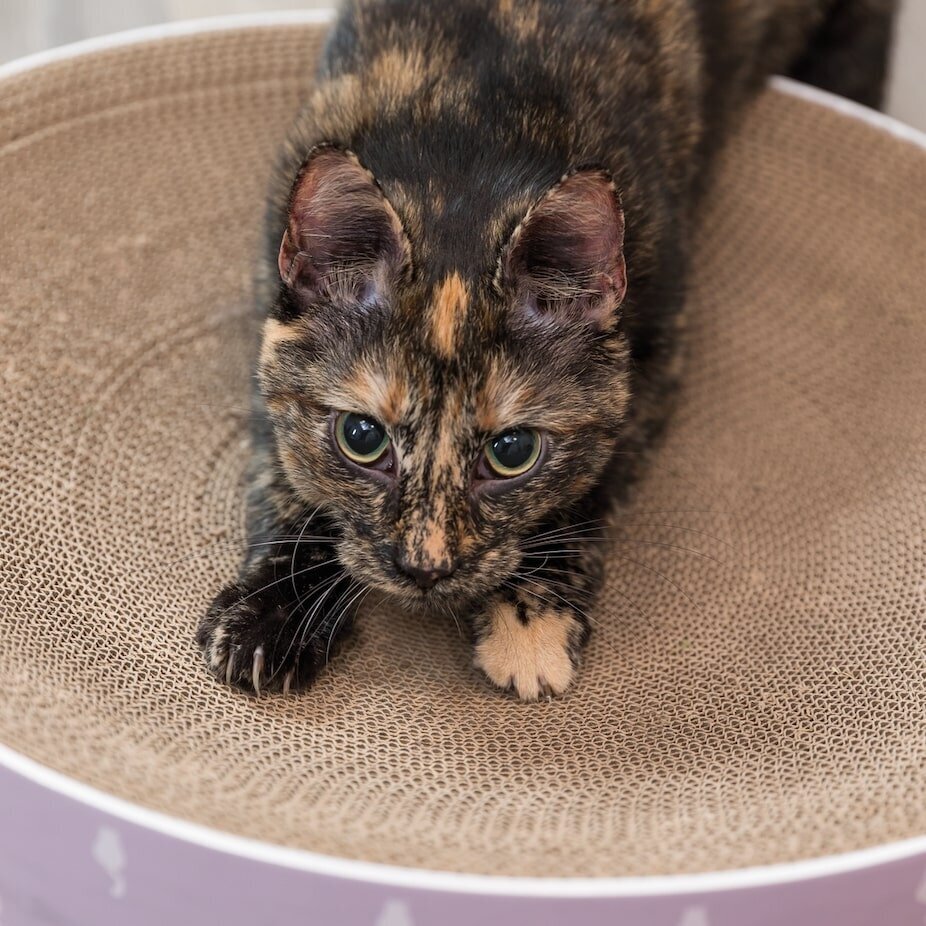 Kratzbett Lilly für Katzen Bild 2