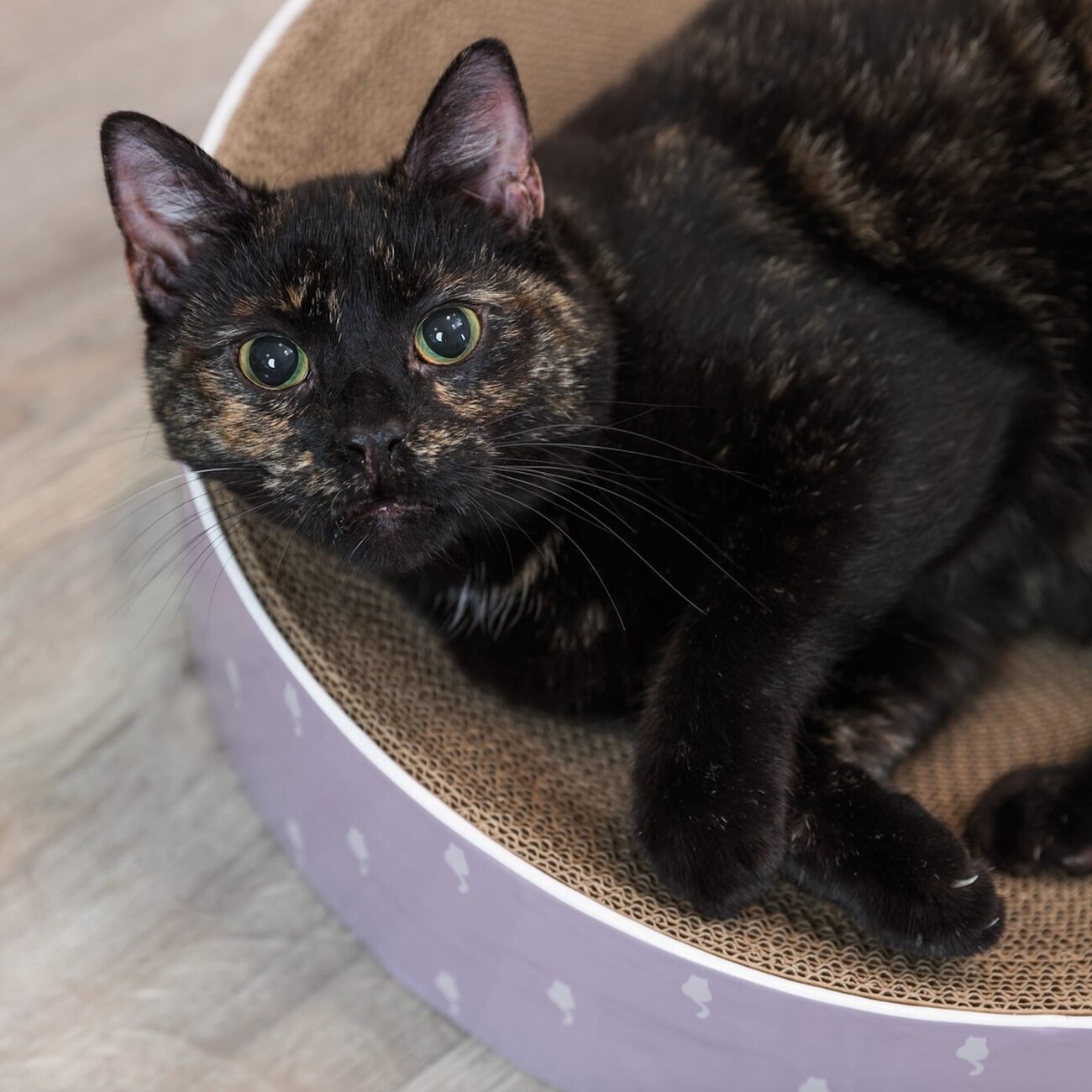 Kratzbett Lilly für Katzen Bild 4