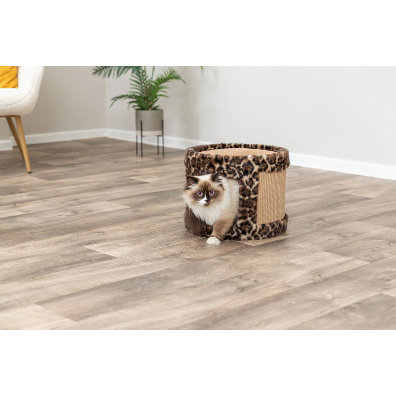 Kratzhöhle Leo Bild 2