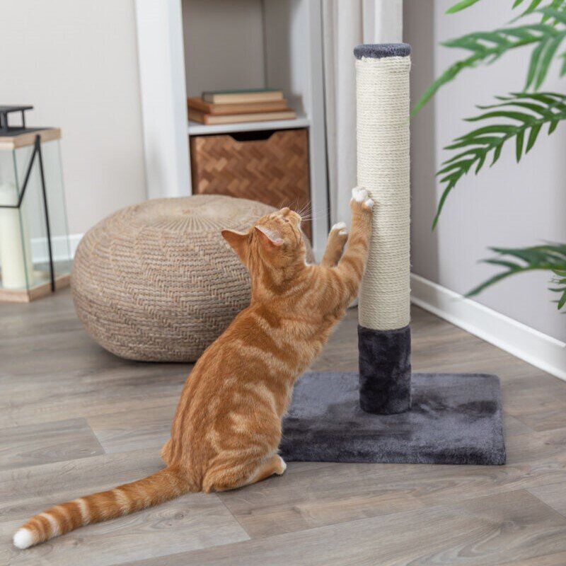 Kratzstamm Batres Bild 2