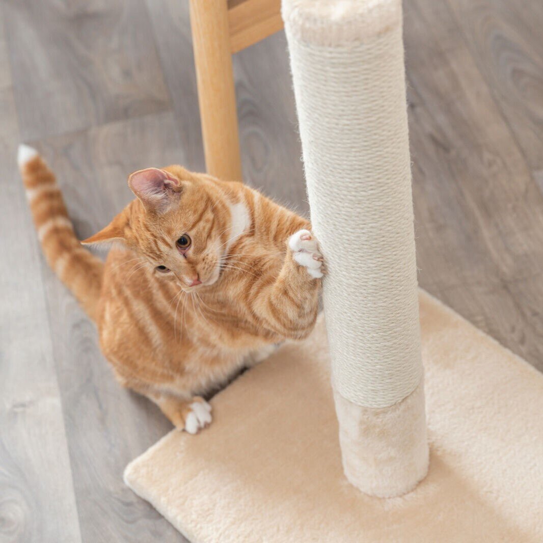 Kratzstamm Batres Bild 4