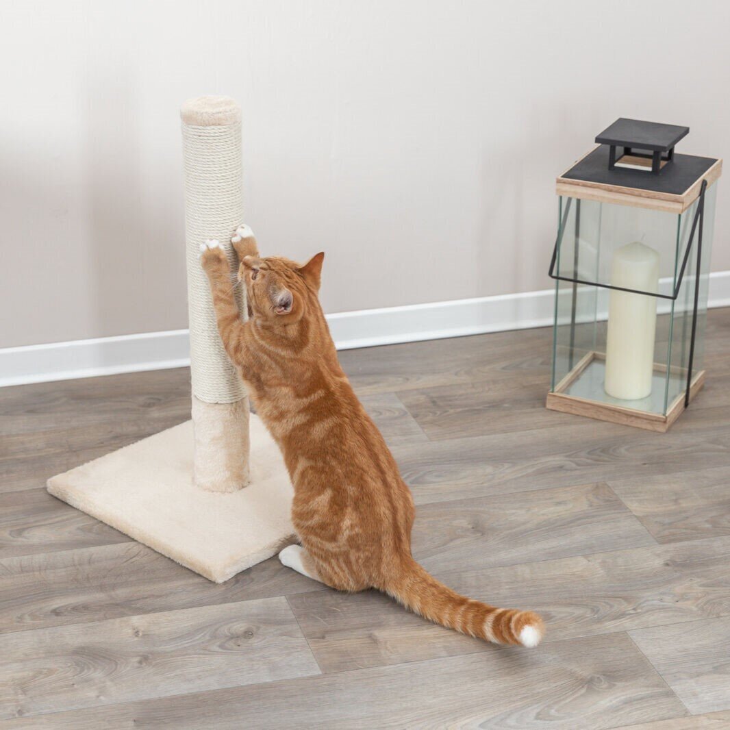 Kratzstamm Batres Bild 7