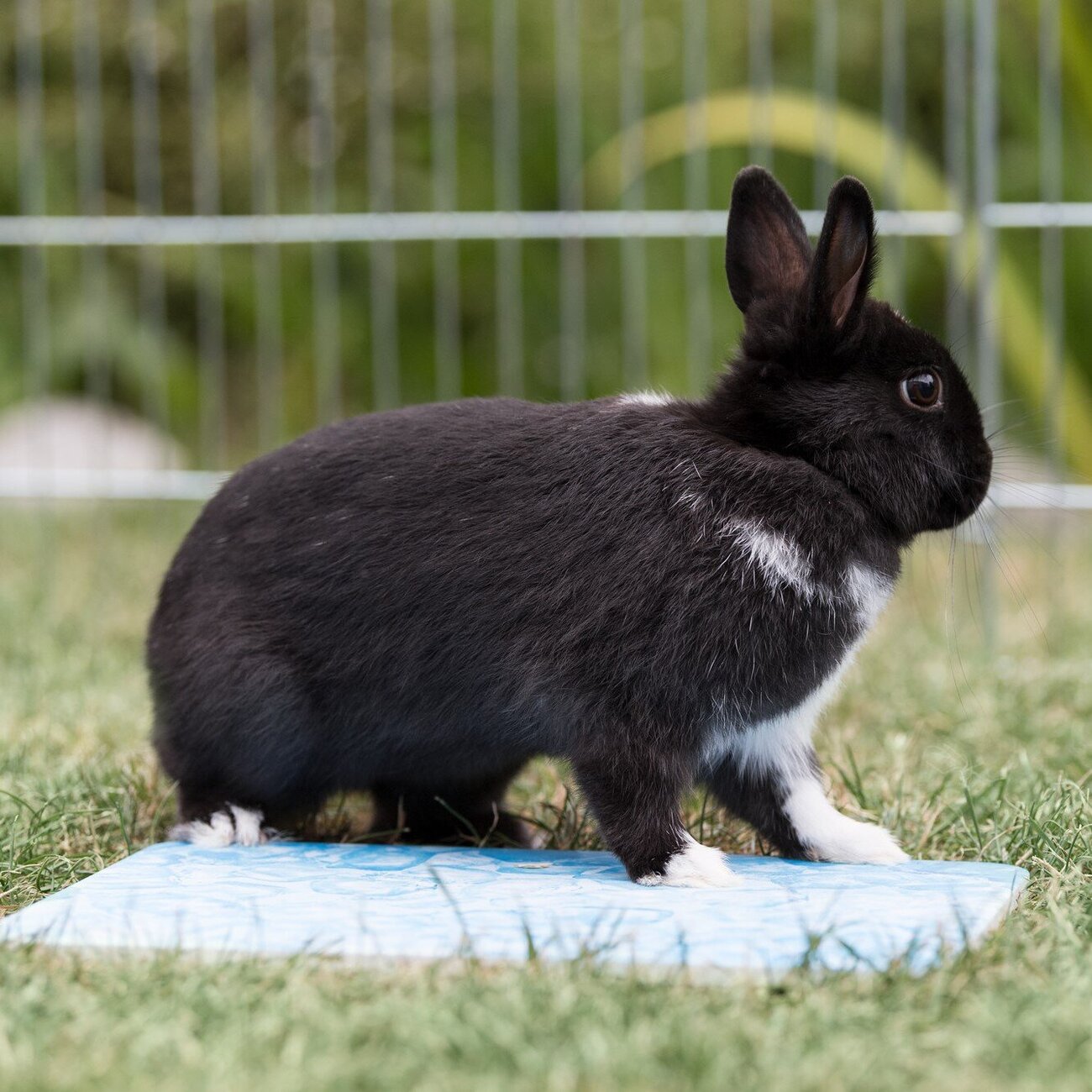 Kühlplatte für Nager Bild 2