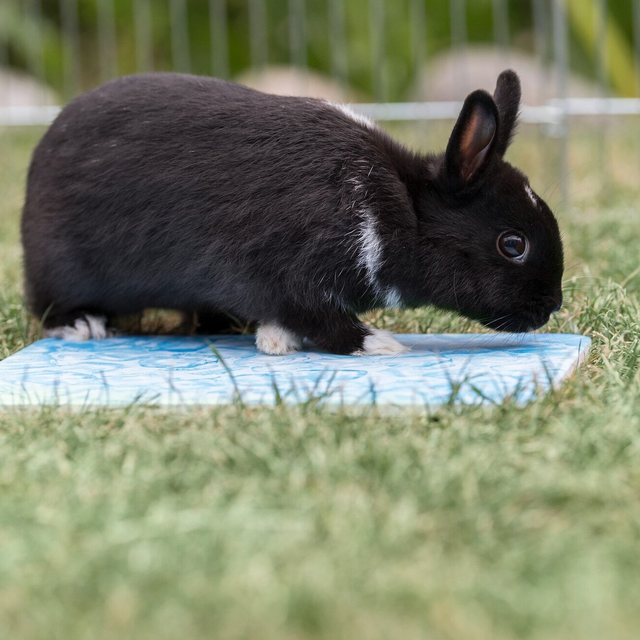 Kühlplatte für Nager Bild 3