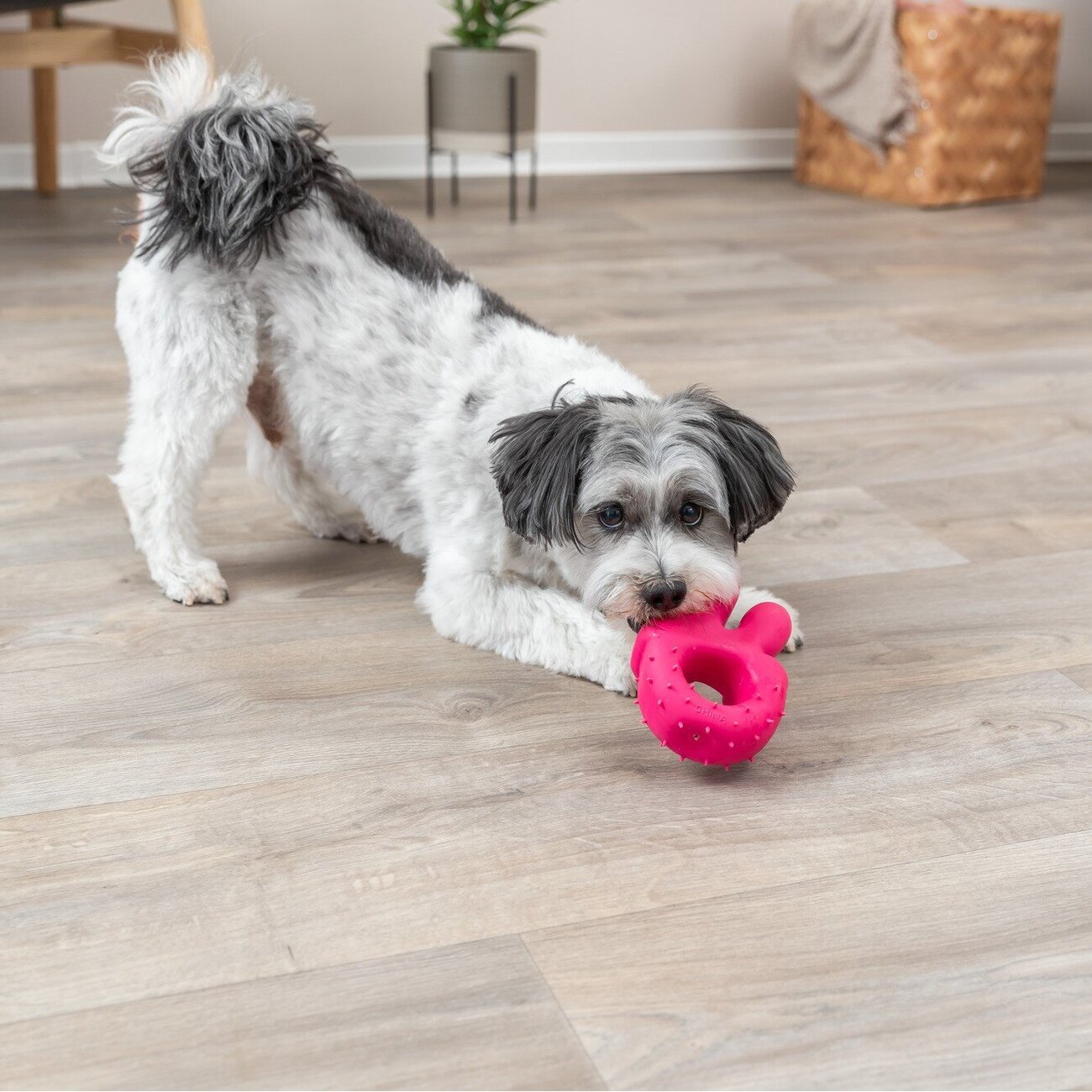 Latex Handzeichen für Hunde Bild 2