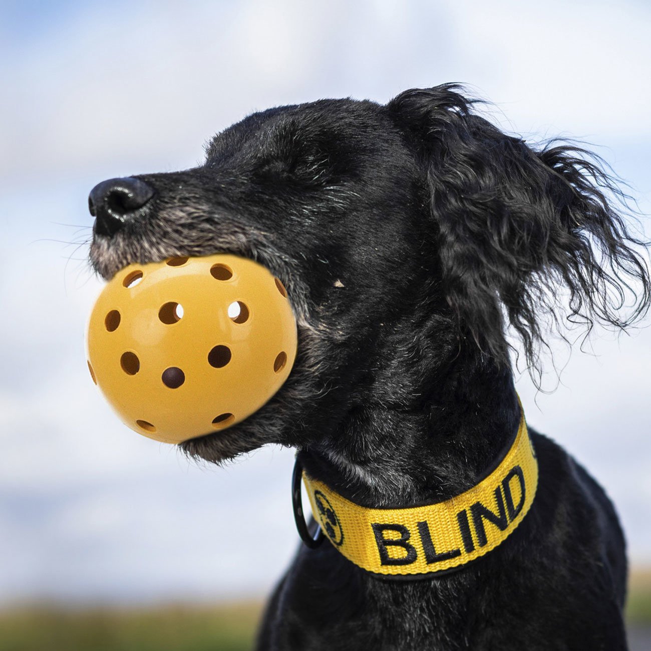 Lochball für blinde Hunde Bild 2