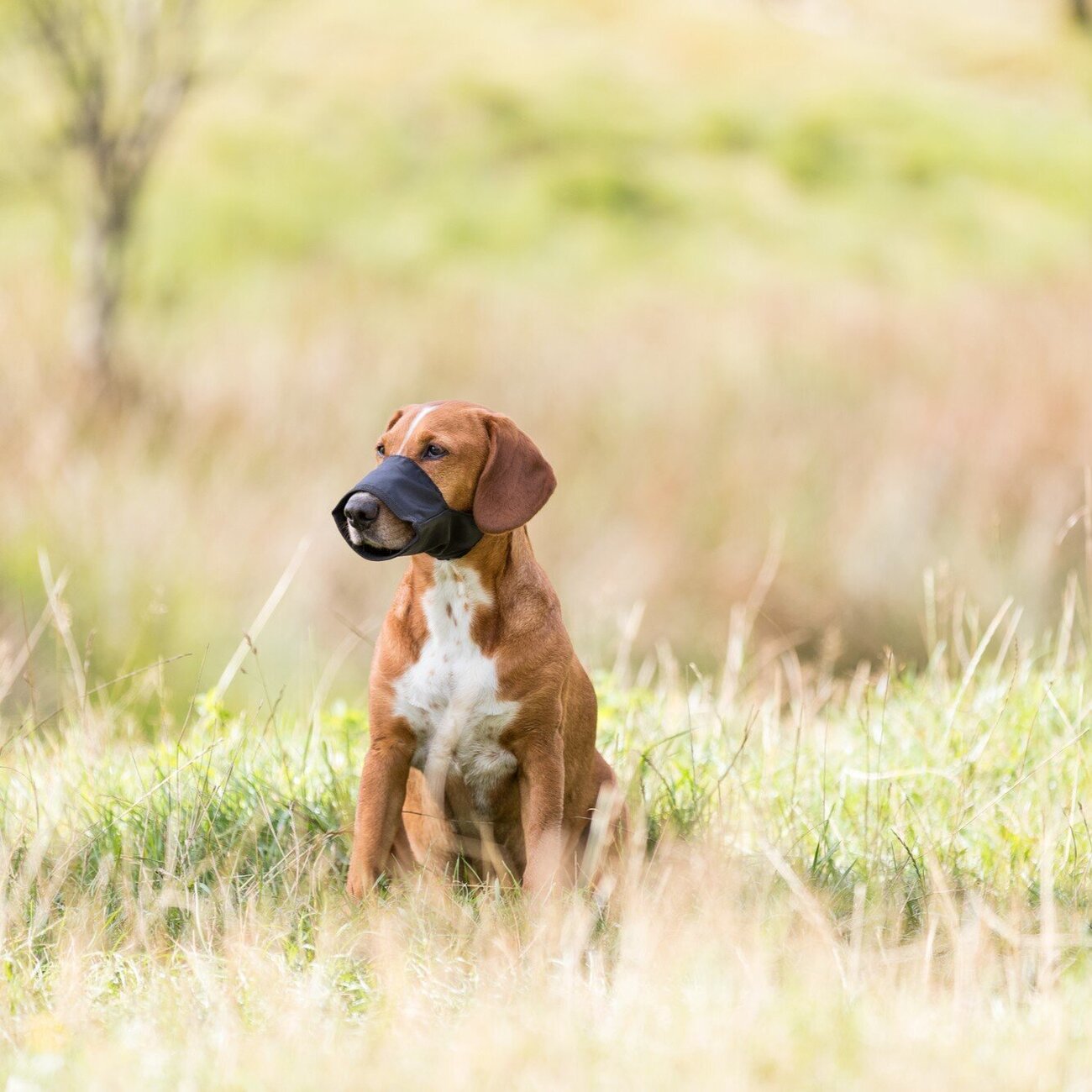 Maulschlaufe für Hunde Bild 2