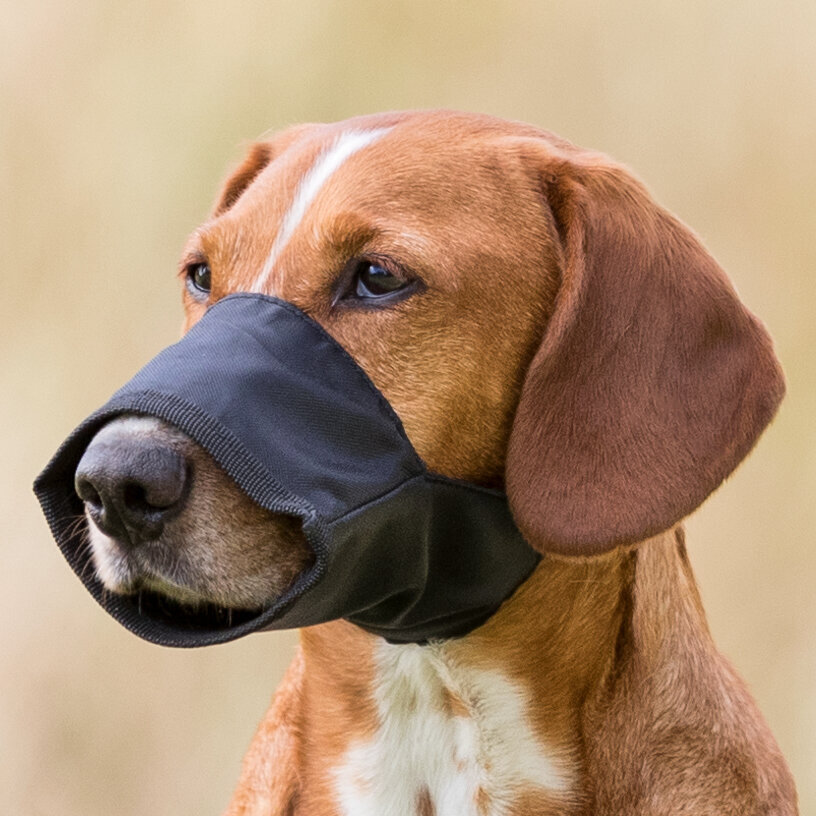 Maulschlaufe für Hunde Bild 3