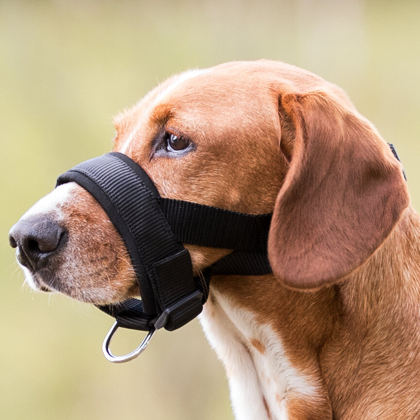 Maulschlaufe für Hunde mit Neopren-Polsterung Bild 2