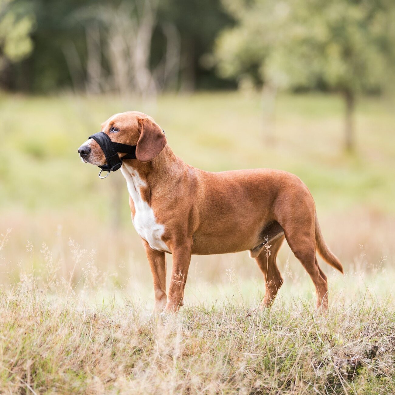 Maulschlaufe für Hunde mit Neopren-Polsterung Bild 3