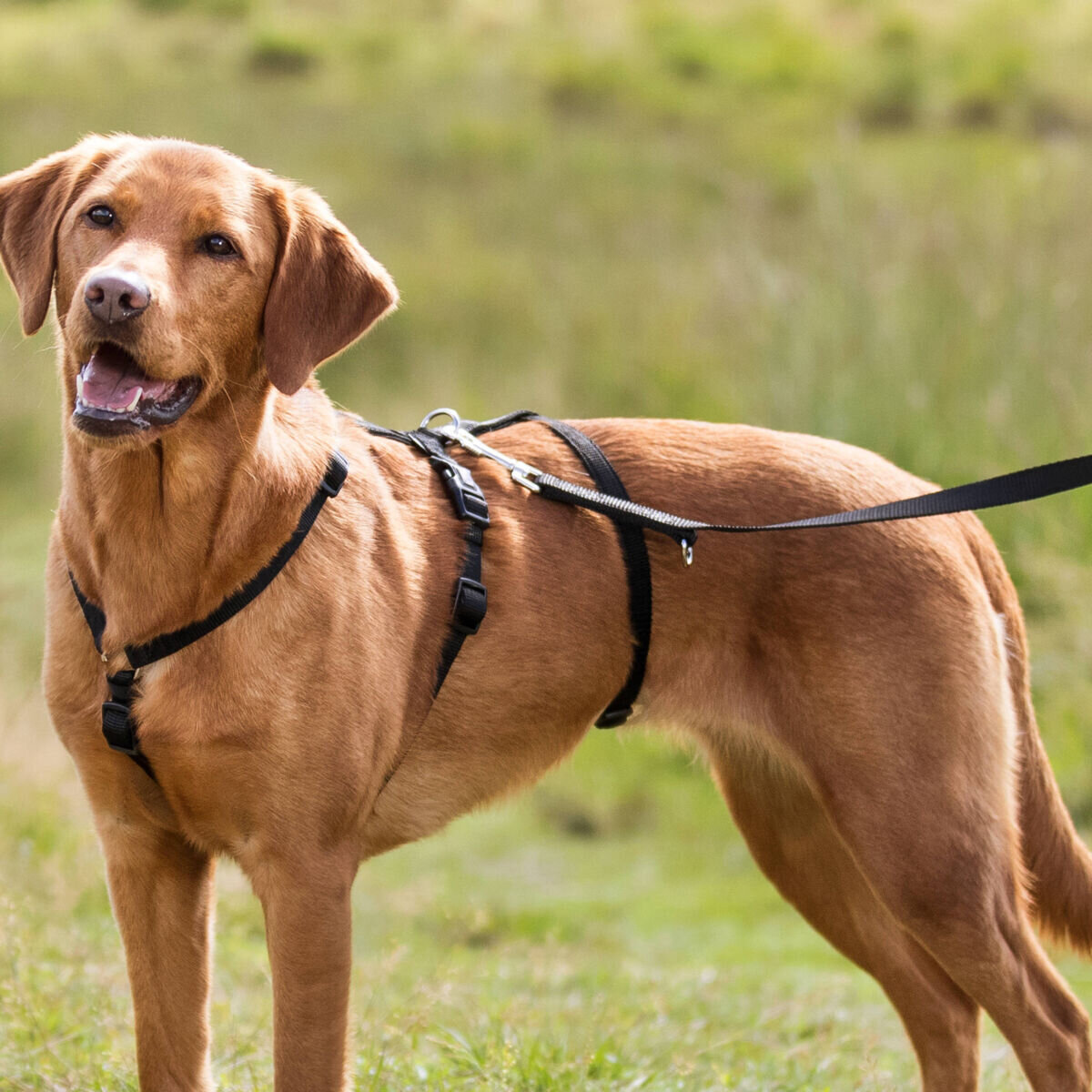 Panikgeschirr Stay für Hunde Bild 2