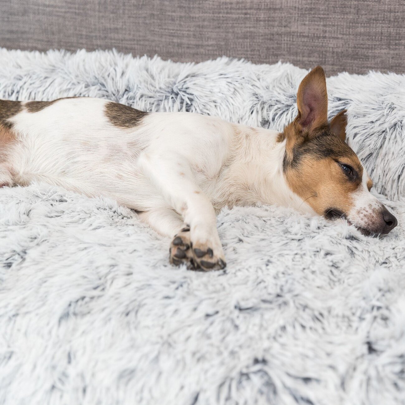 Polster-Schondecke Harvey für Hunde Bild 7