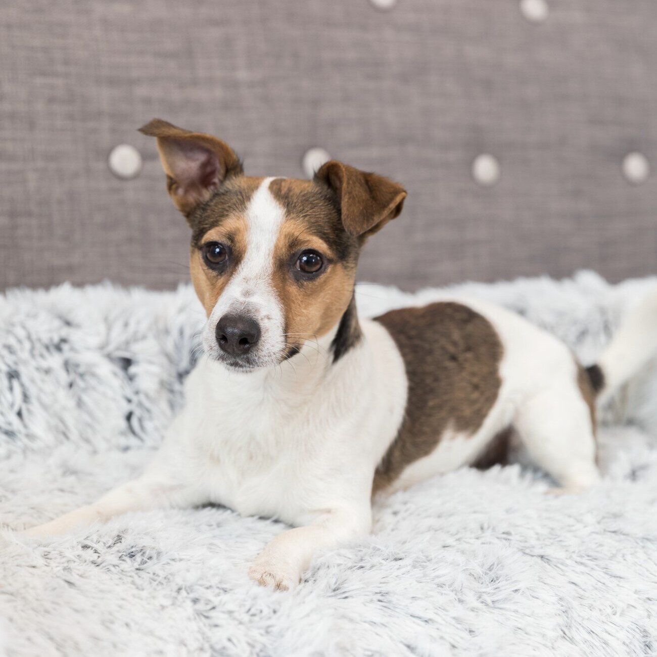 Polster-Schondecke Harvey für Hunde Bild 6