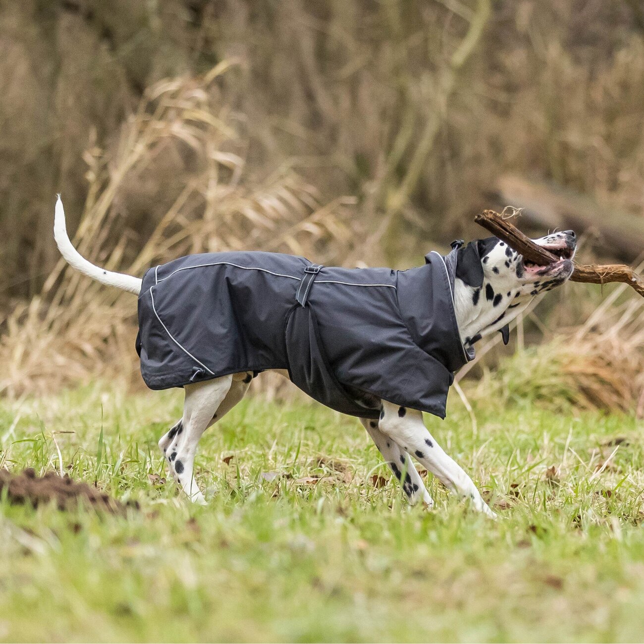 Regenmantel für Hunde Calvi Bild 2