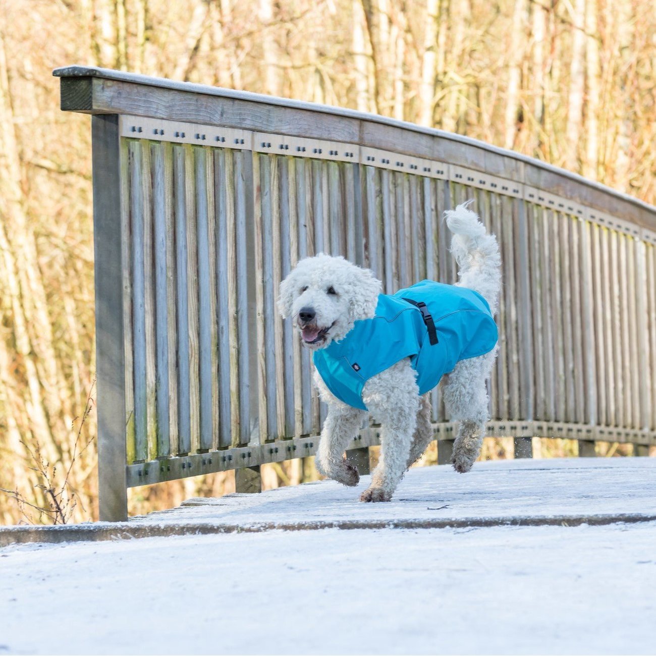Hunde Regenmantel Vimy mit Bauchschutz Bild 11