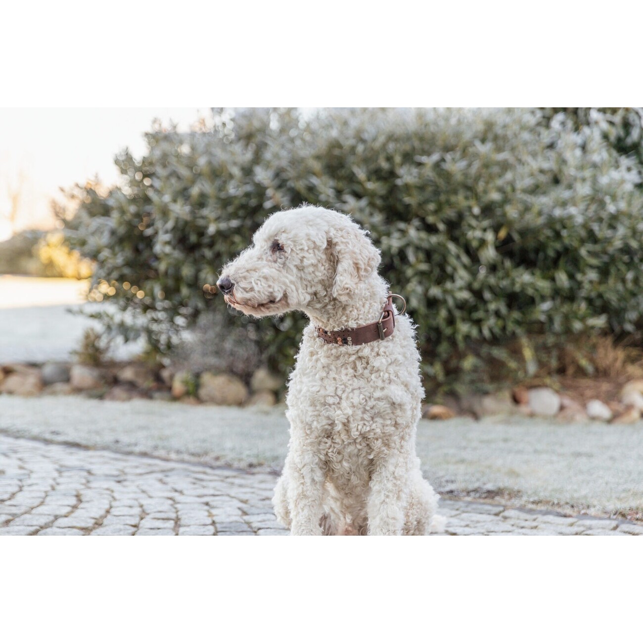 Rustic Fettleder Hundehalsband mit Nieten Bild 2