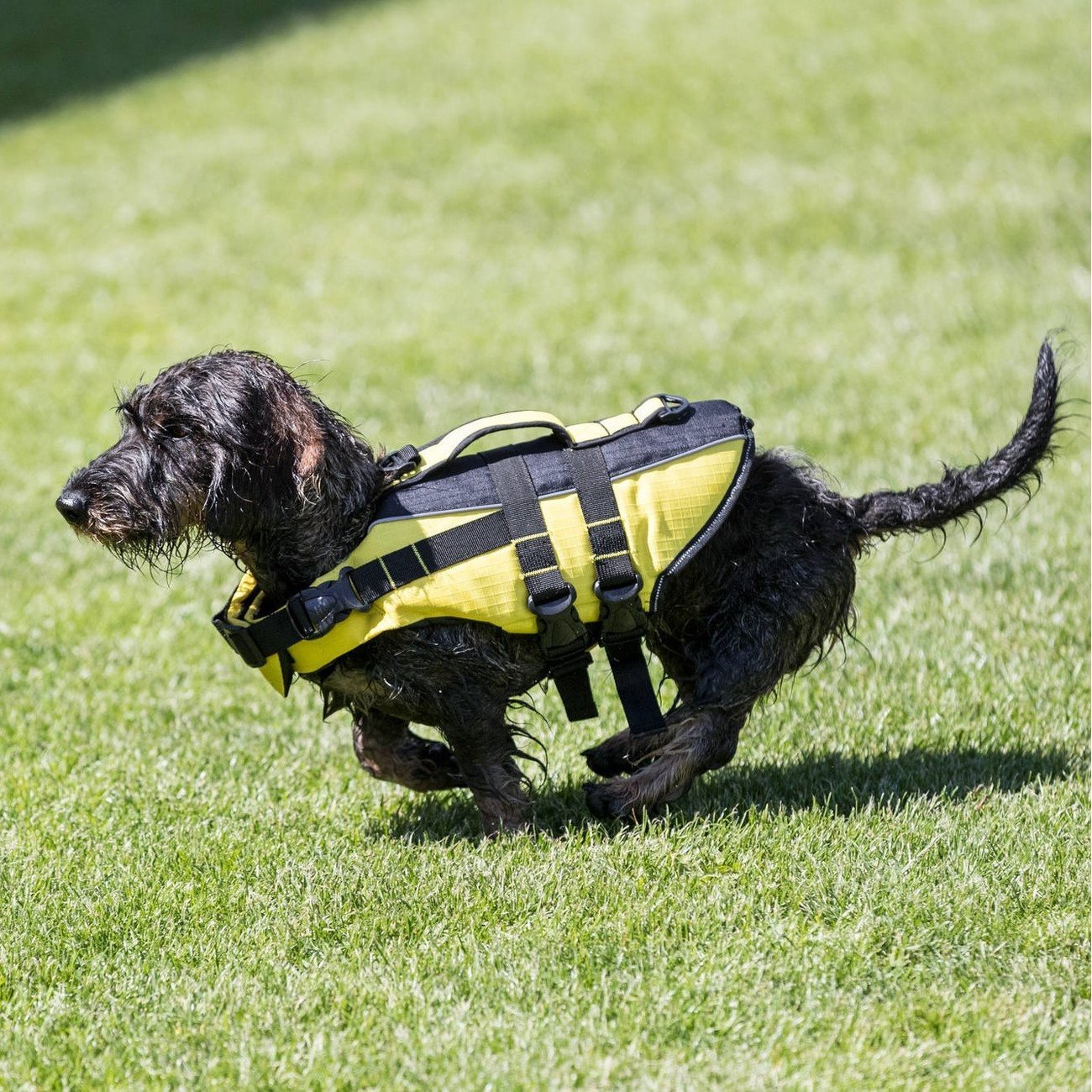 Schwimmweste für Hunde Bild 2