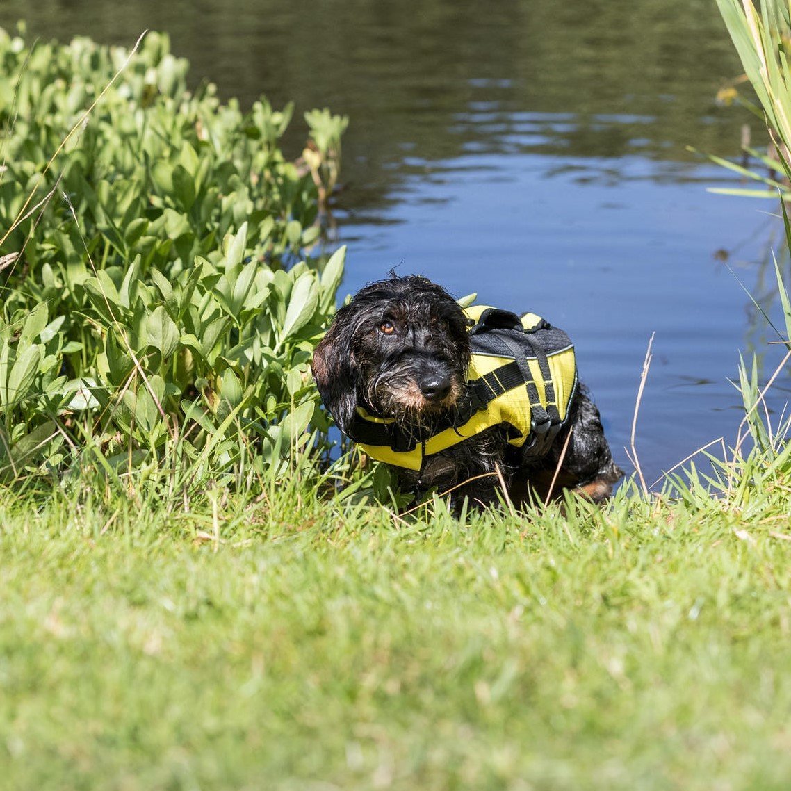Schwimmweste für Hunde Bild 6