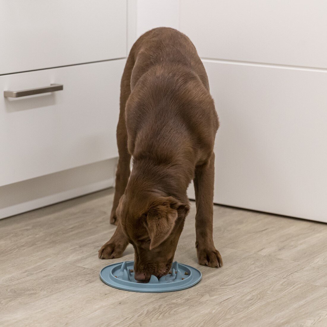 Slow Feed Futtermatte für Hunde und Katzen Bild 3