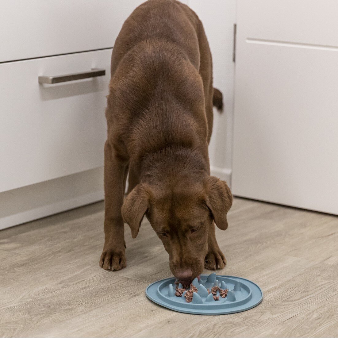 Slow Feed Futtermatte für Hunde und Katzen Bild 4