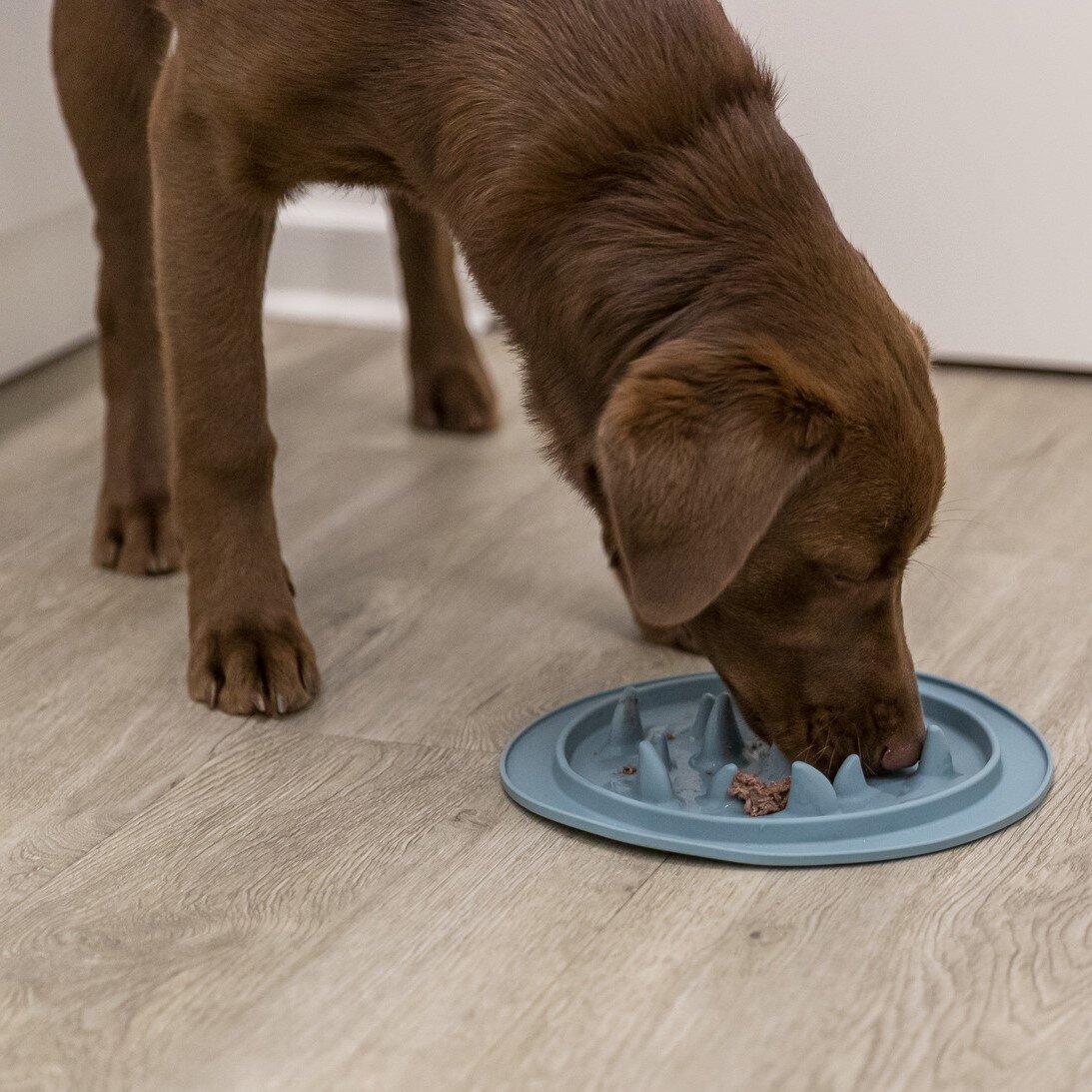 Slow Feed Futtermatte für Hunde und Katzen Bild 6