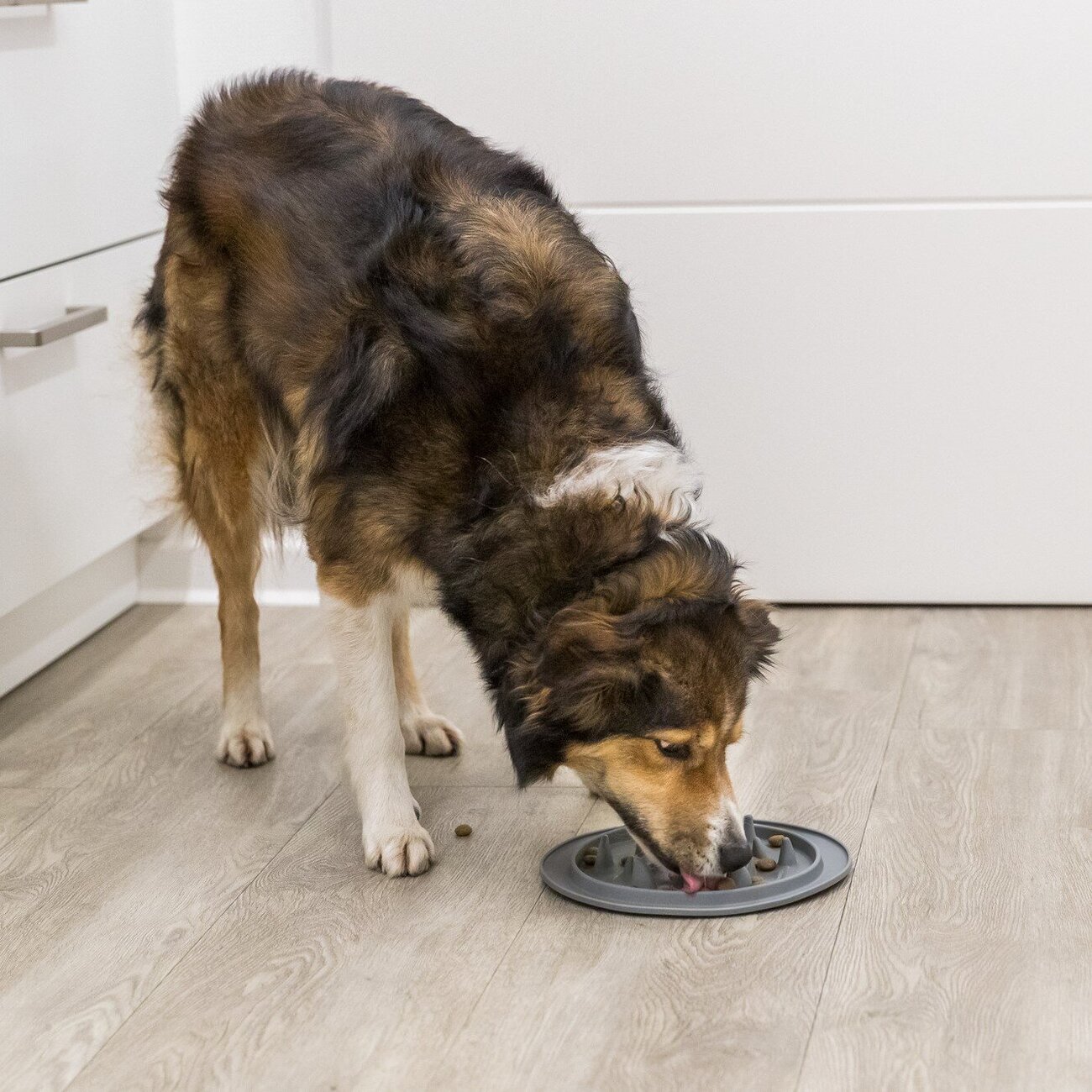 Slow Feeding Kunststoffnapf für Hunde Bild 2