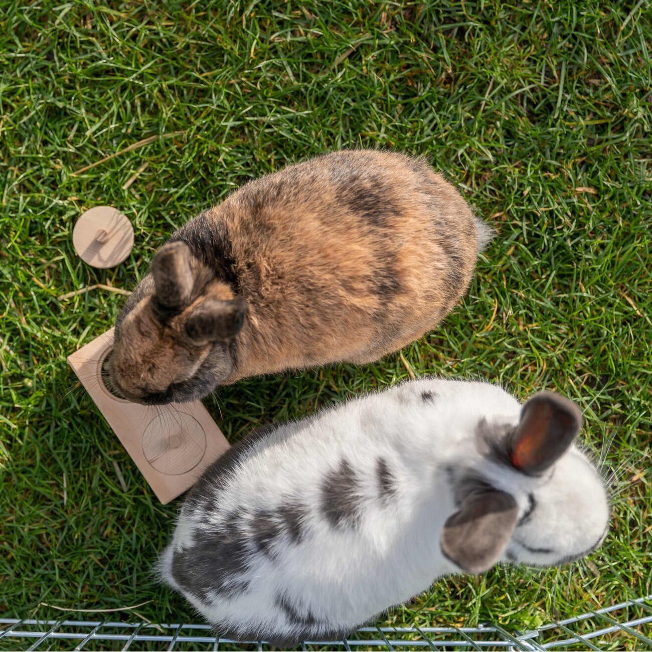 interaktive Snack Box für Kleintiere, Nager Bild 4