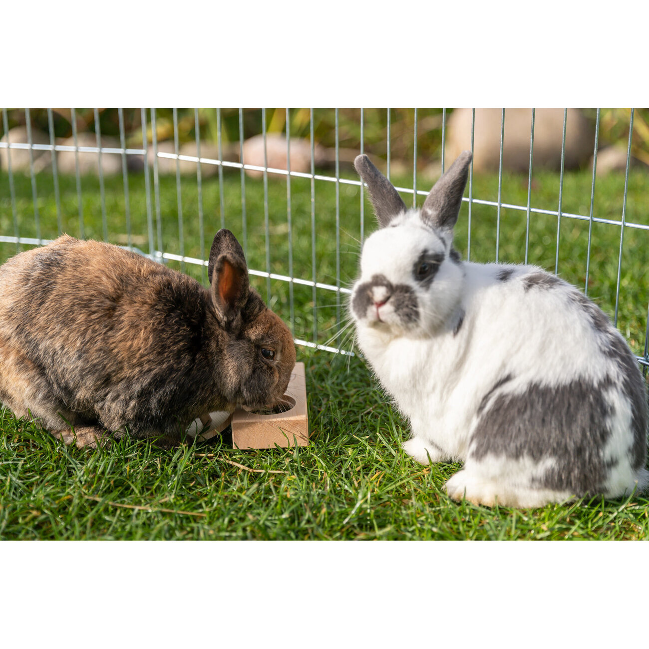 interaktive Snack Box für Kleintiere, Nager Bild 6