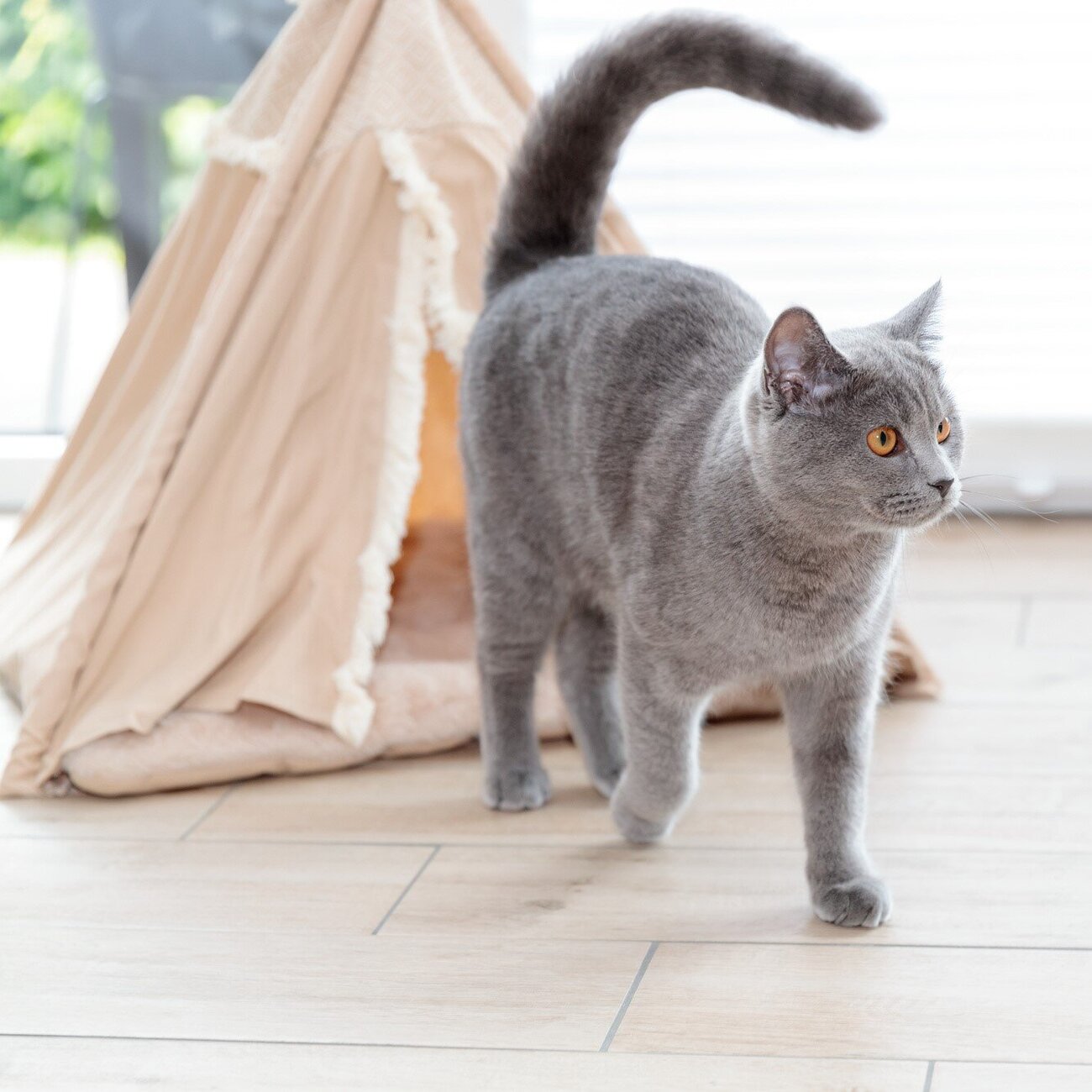 Soft Edition Boho Tipi für Katzen und kleine Hunde Bild 3