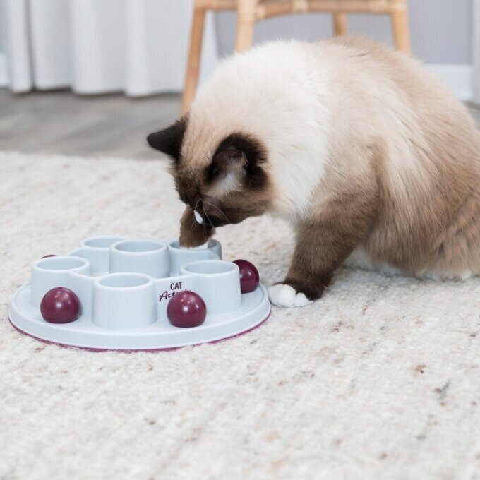 Cat Activity Pentagon Katzenstrategiespiel Bild 2