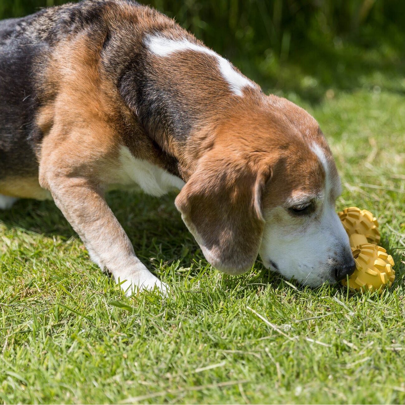 Spielzeug Hantel für blinde Hunde Bild 2