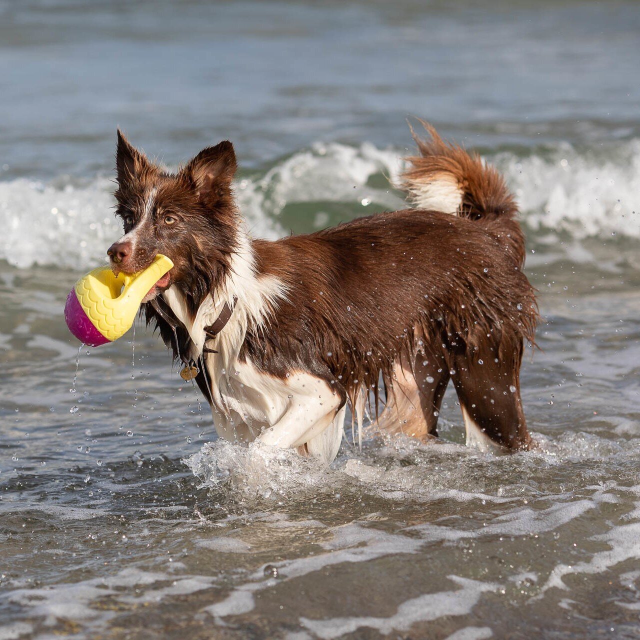 Aqua Toy Haiflosse Hundespielzeug Bild 3