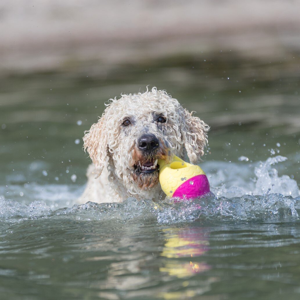 Aqua Toy Haiflosse Hundespielzeug Bild 2