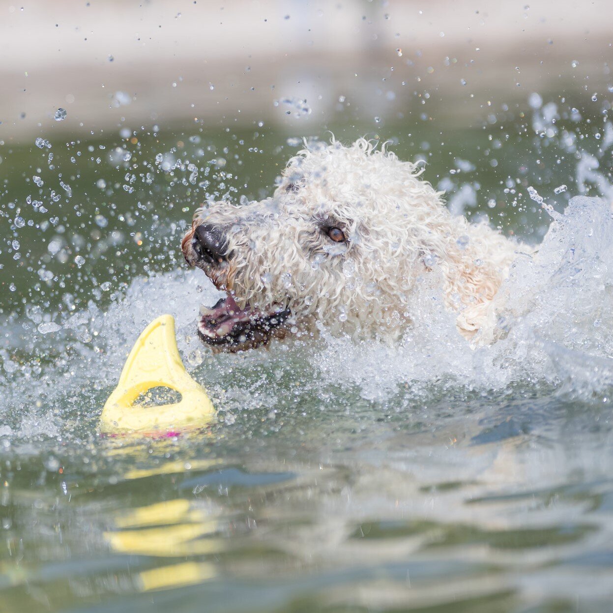 Aqua Toy Haiflosse Hundespielzeug Bild 5