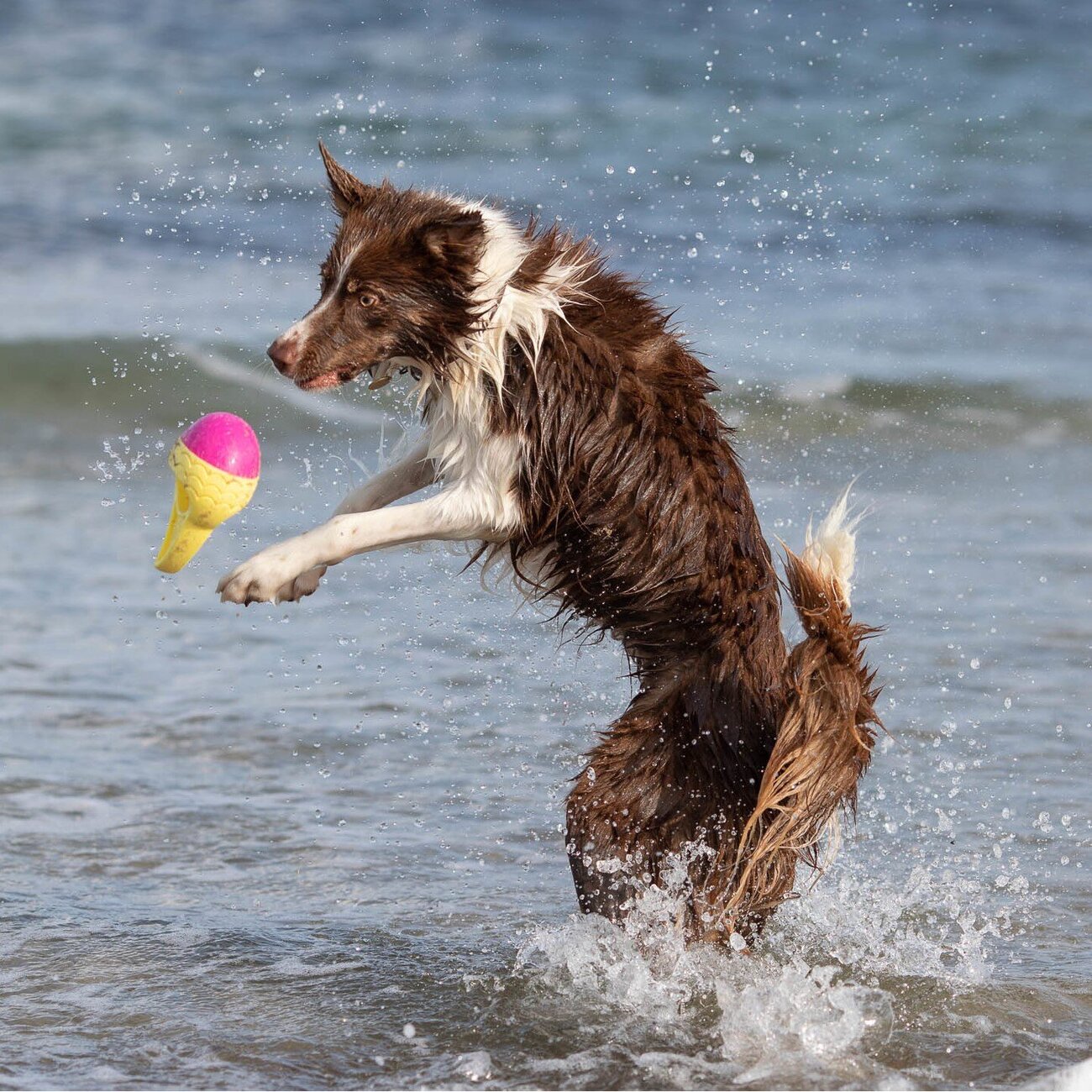 Aqua Toy Haiflosse Hundespielzeug Bild 4