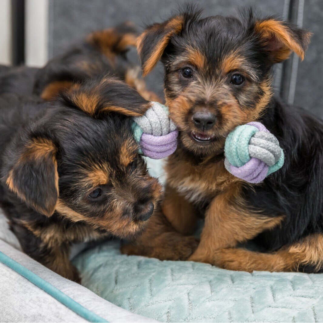 Welpenspielzeug Hantel aus Tau Bild 3