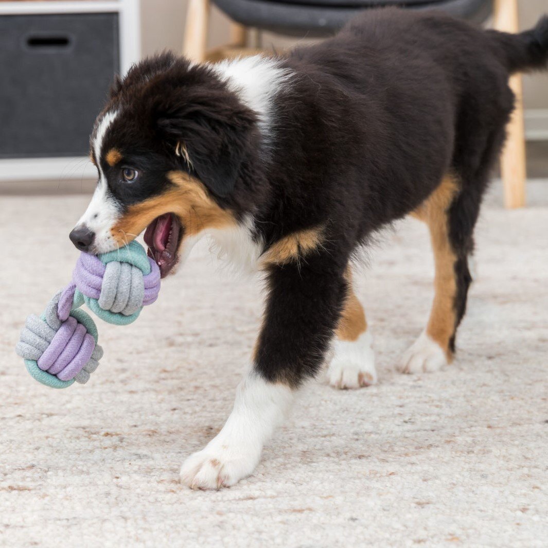 Welpenspielzeug Hantel aus Tau Bild 4