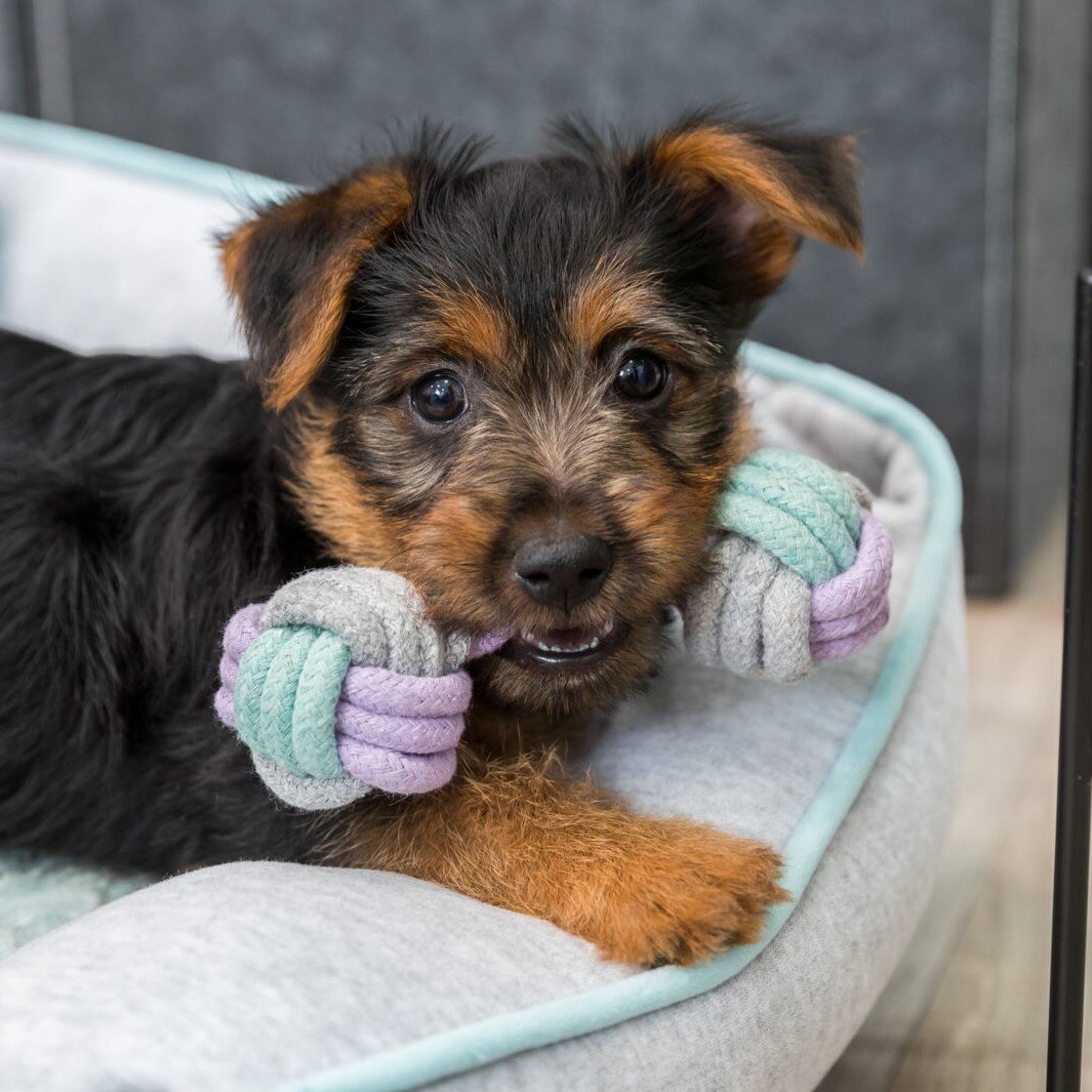 Welpenspielzeug Hantel aus Tau Bild 2