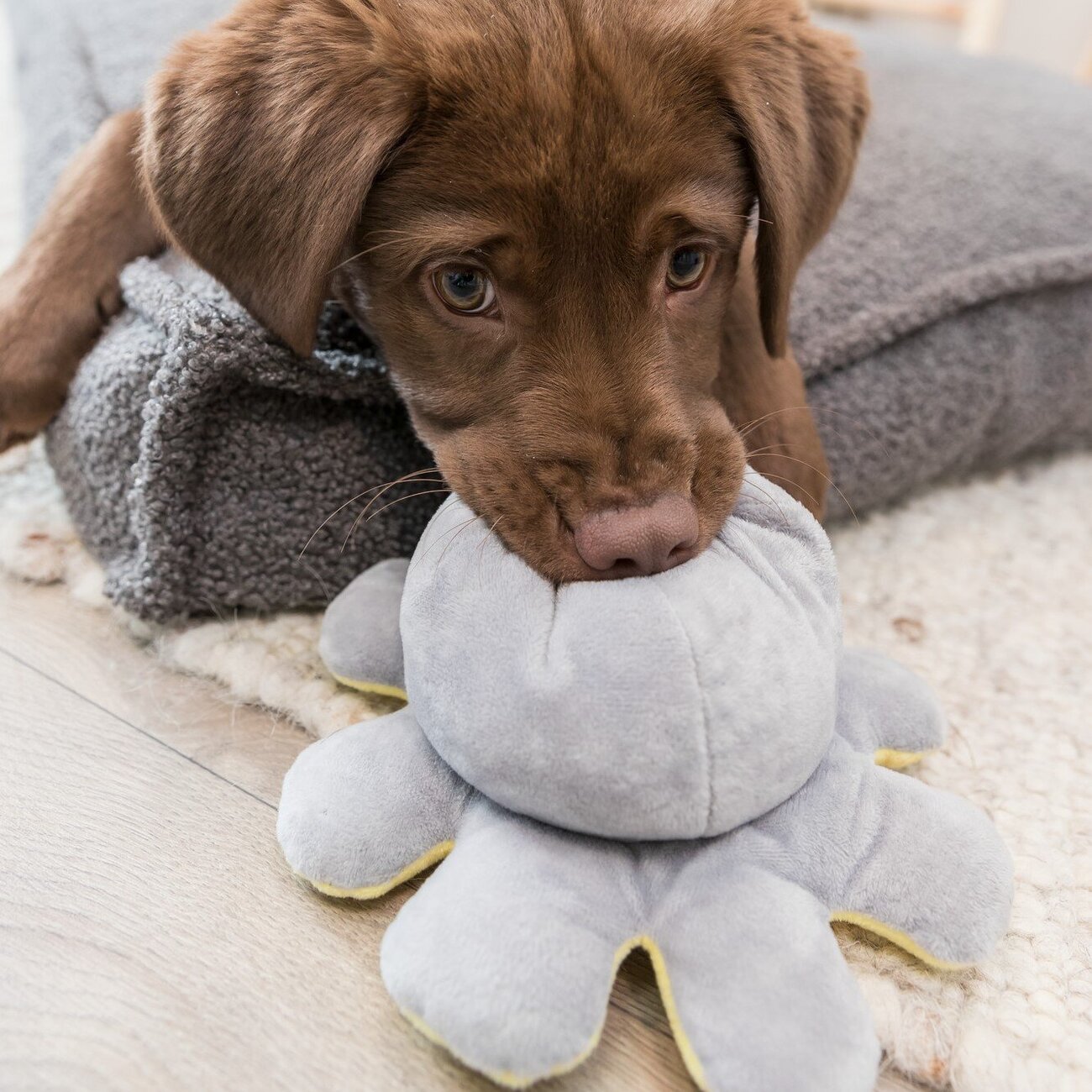 Wende-Oktopus für Hunde Bild 4