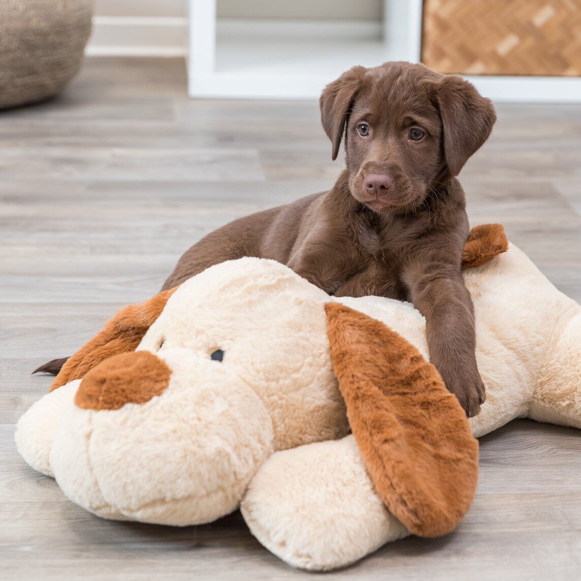 Ankuschelhund Benny Bild 2