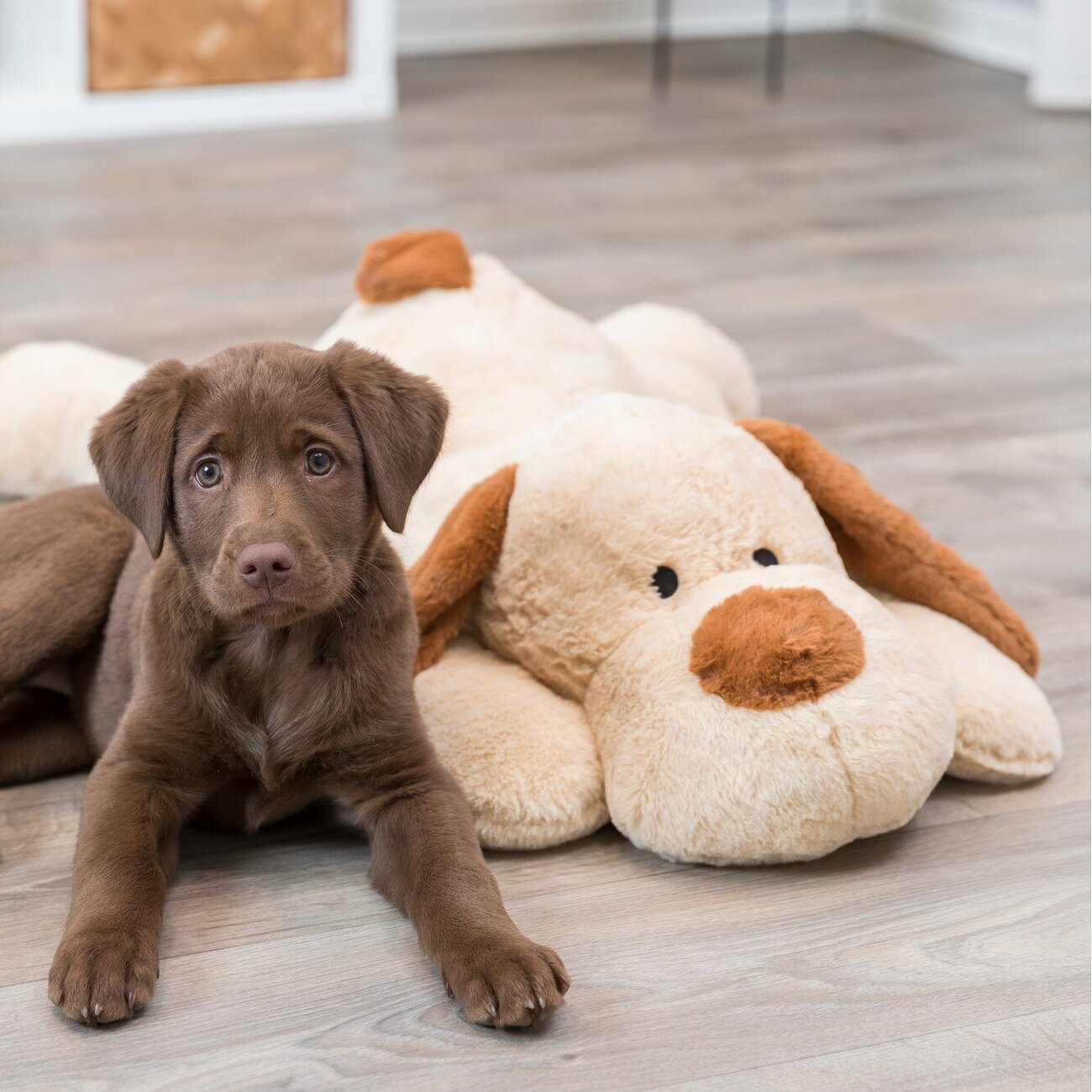 Ankuschelhund Benny Bild 3