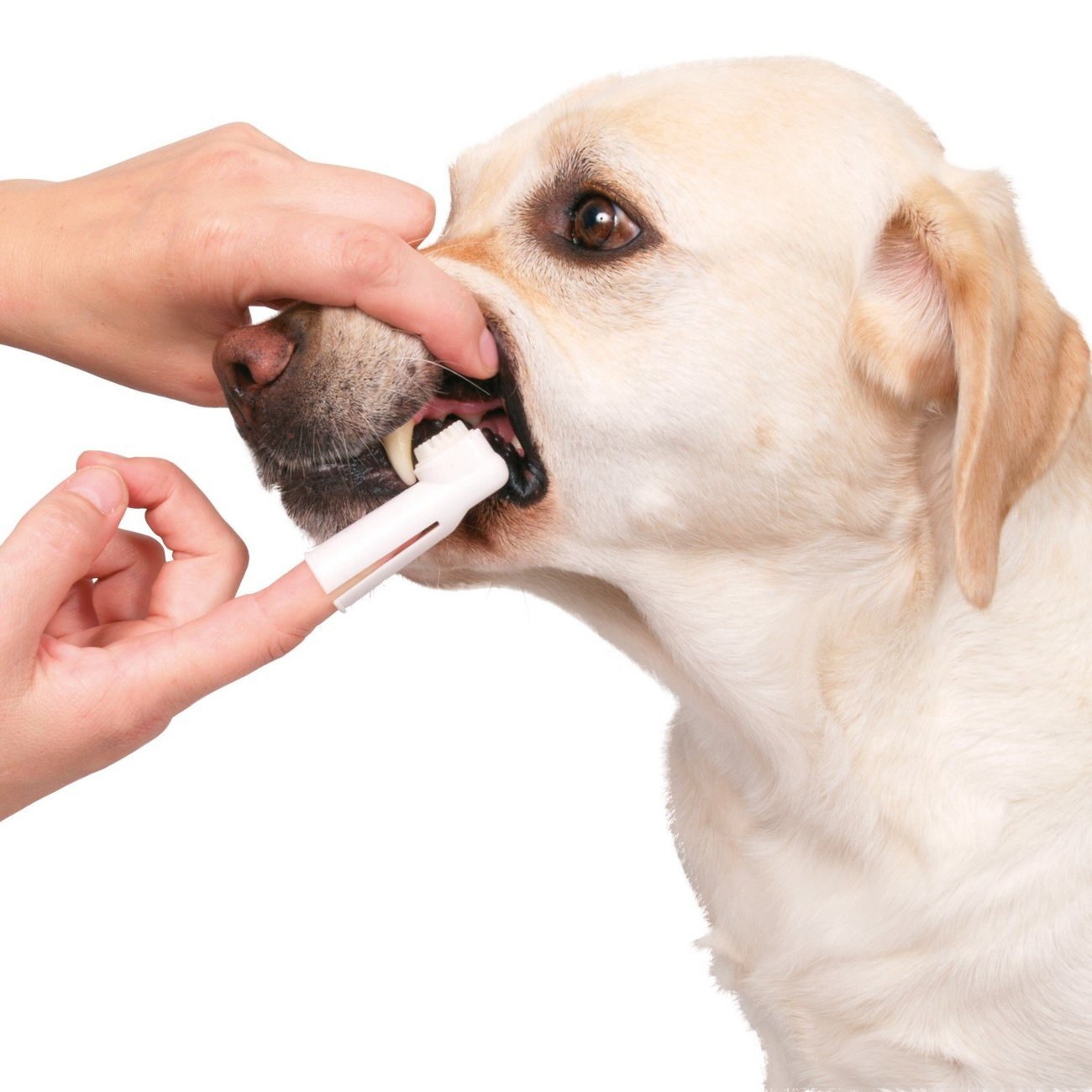 Zahnpflege-Set für Hunde Bild 2