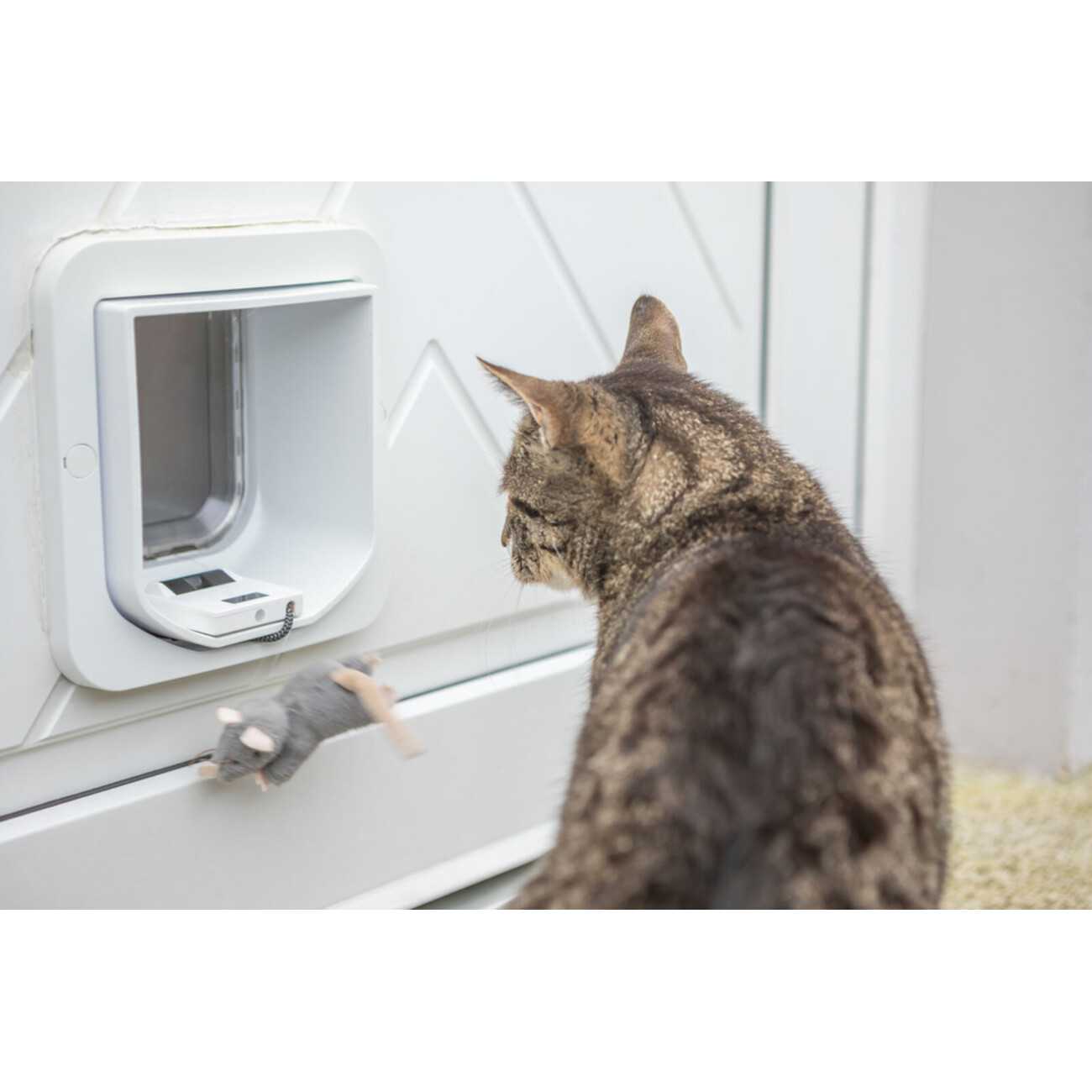 ZeroMOUSE 2.0 - smarte Erweiterung für Katzenklappen mit Beuteerkennung Bild 4