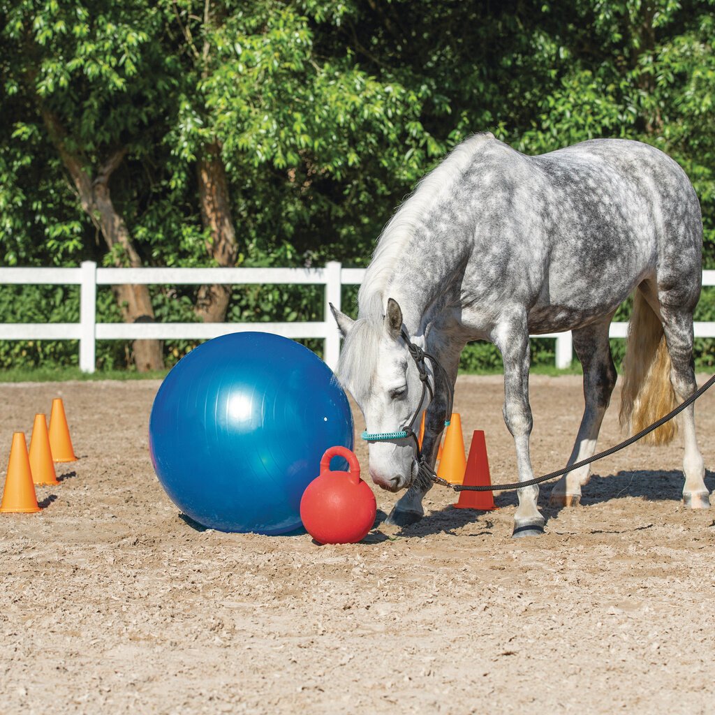 Agility Set für Pferde Bild 2