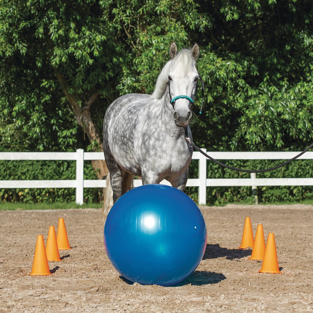 Agility Set für Pferde Bild 5