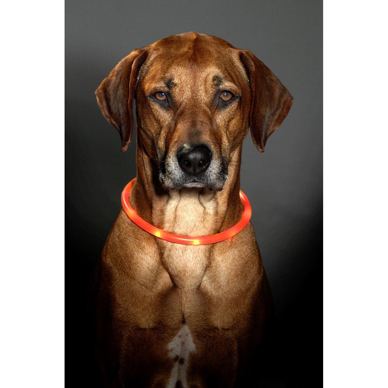 Visio Light Leuchthalsband für Hunde Bild 9