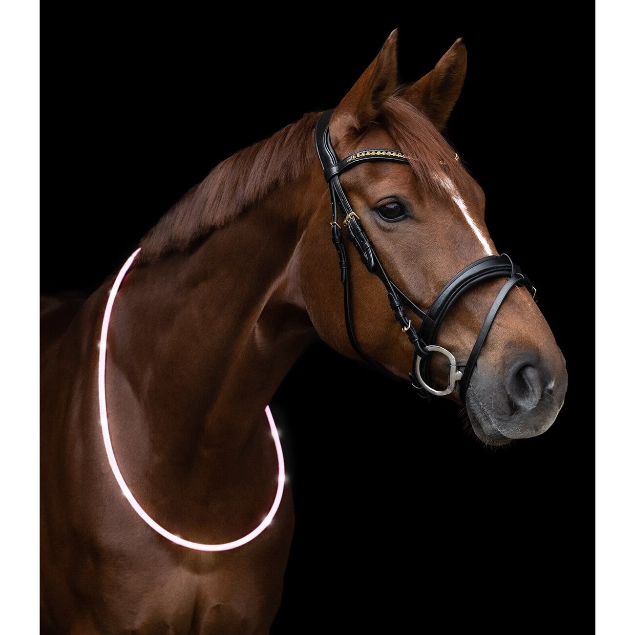 LED Halsriemen für Pferde Bild 2