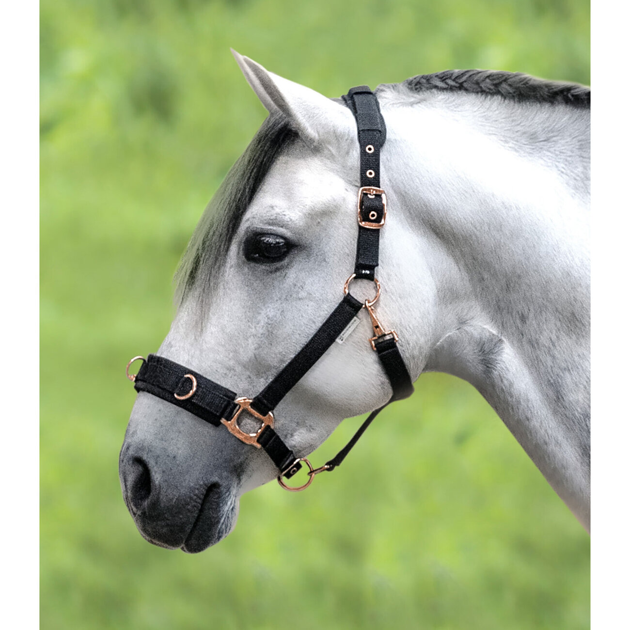 Longierhalfter Rosé Bild 2